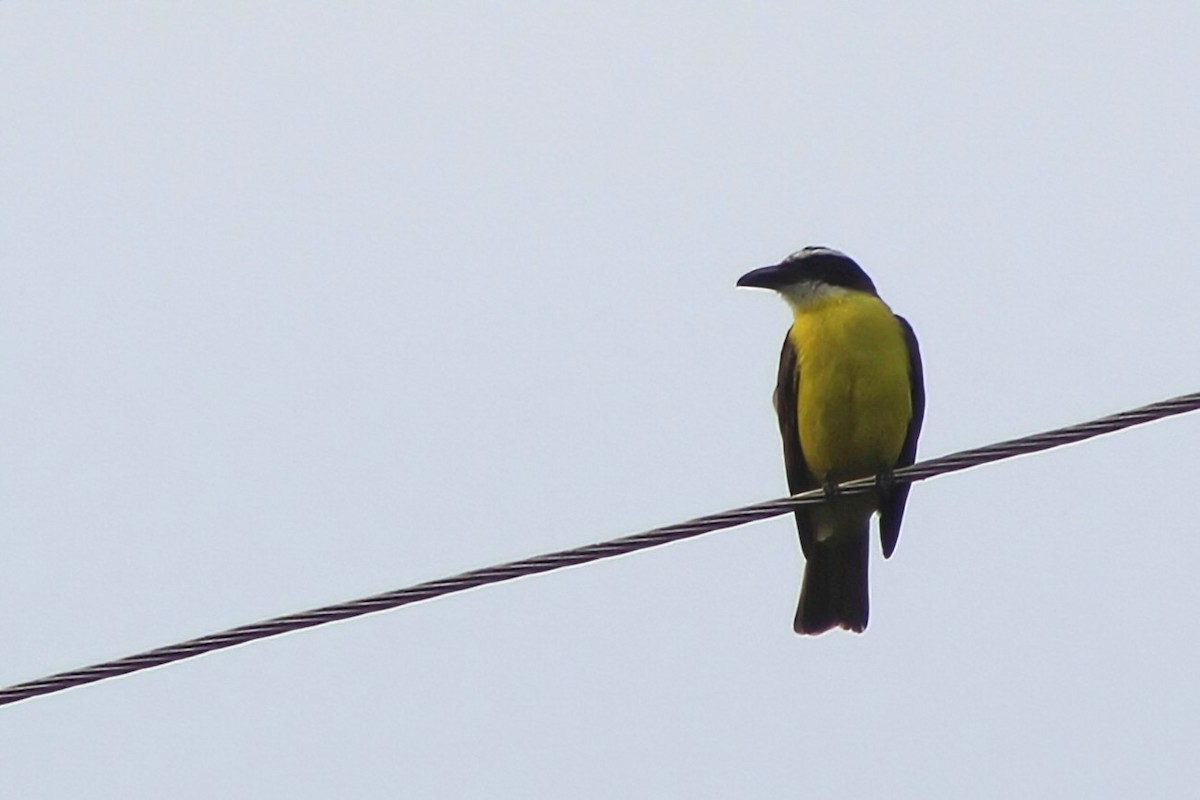 Bienteveo Pitanguá - ML624243776