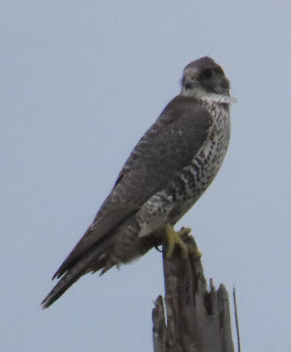 Gyrfalcon - ML624243797