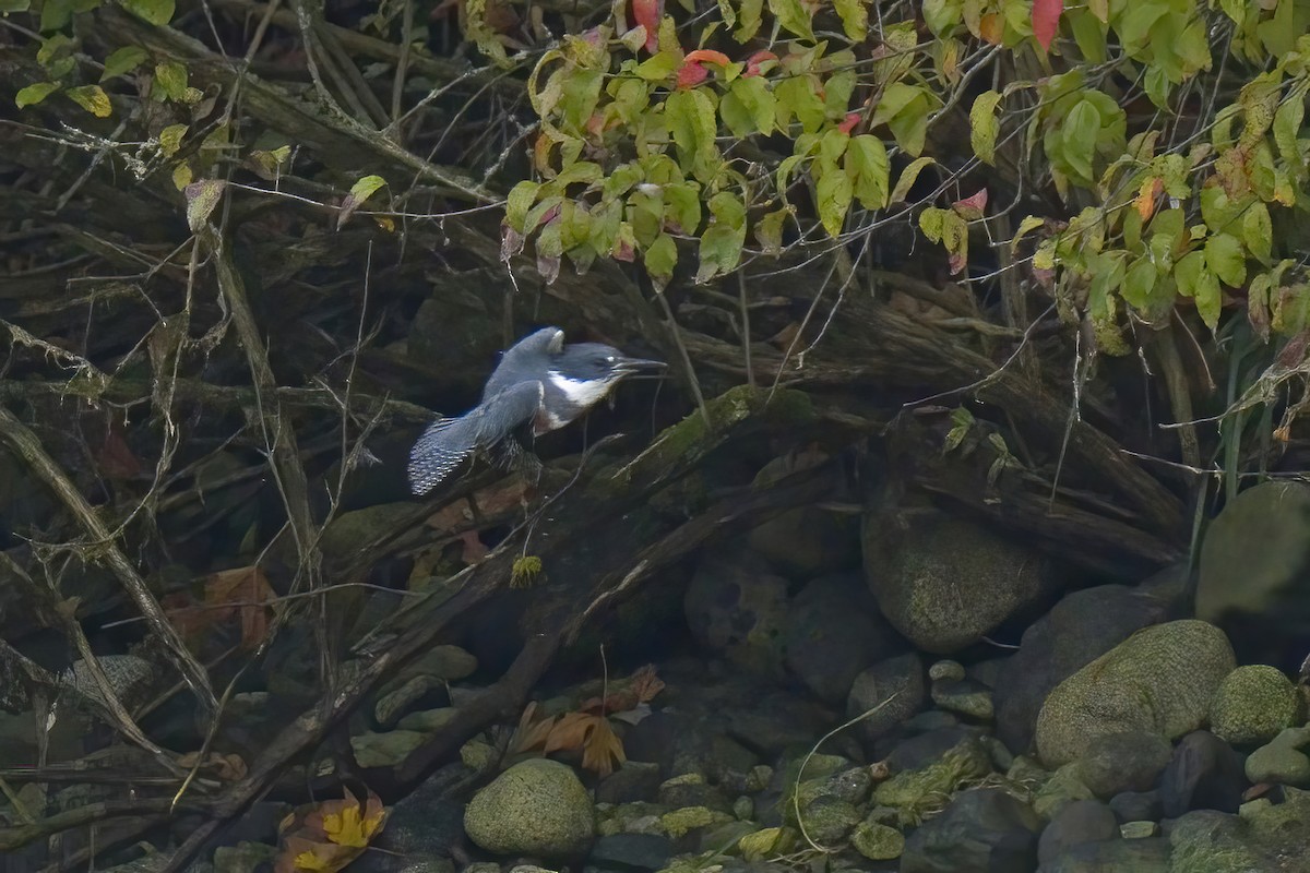 Belted Kingfisher - ML624243798