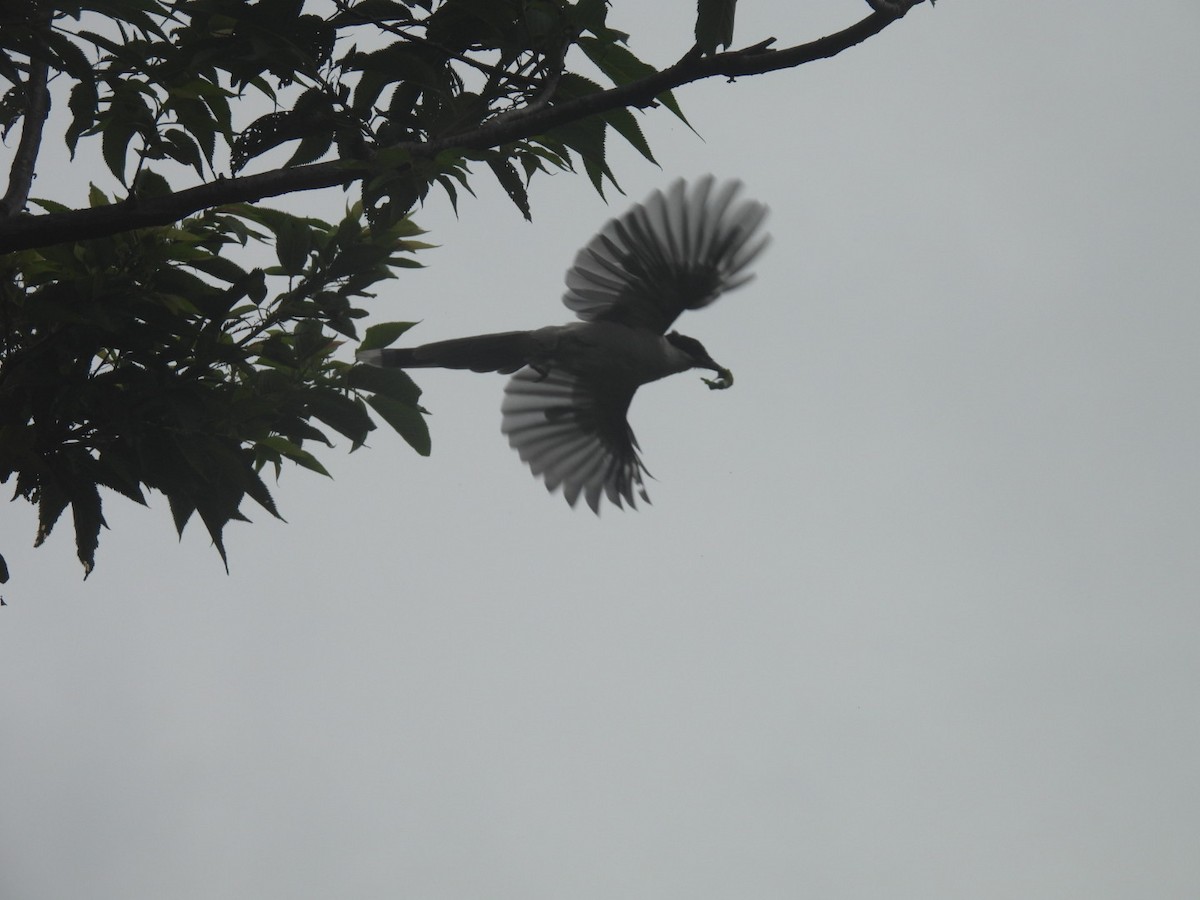 Azure-winged Magpie - Bret Okeson