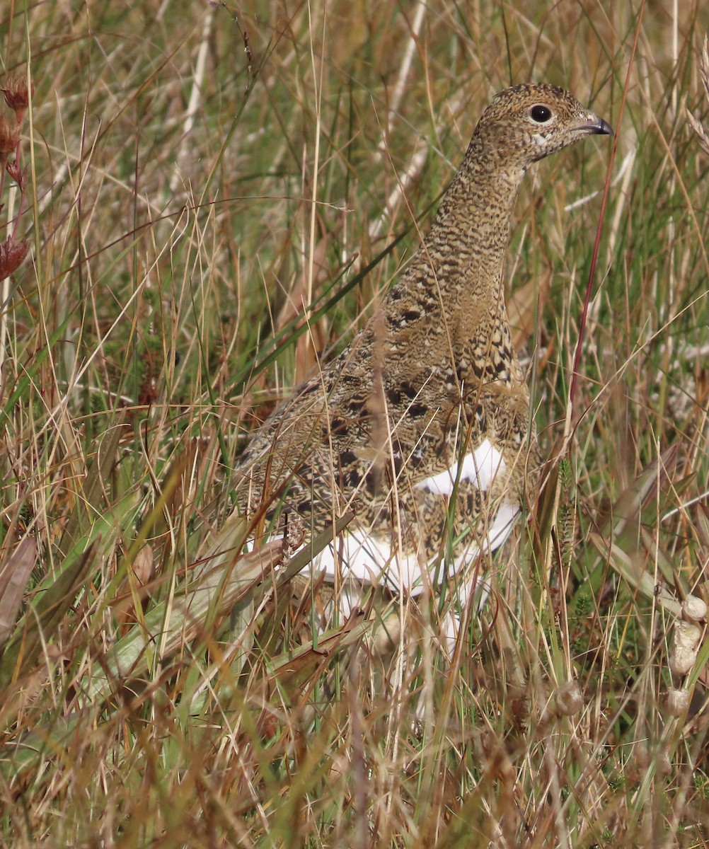 Rock Ptarmigan - ML624243818