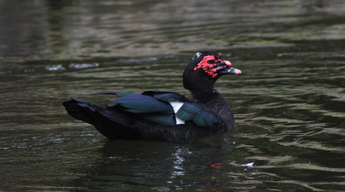 Muscovy Duck (Domestic type) - Nels Nelson