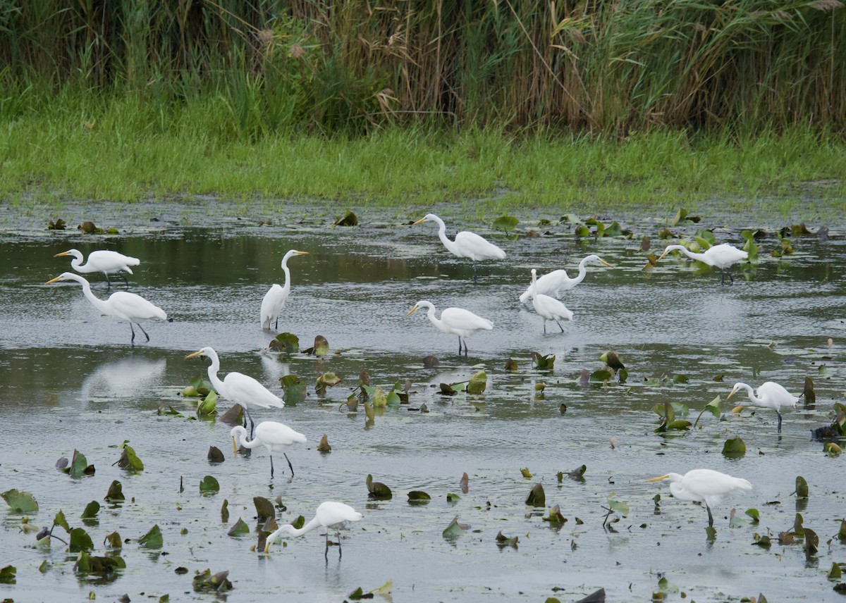 Great Egret - ML624243848