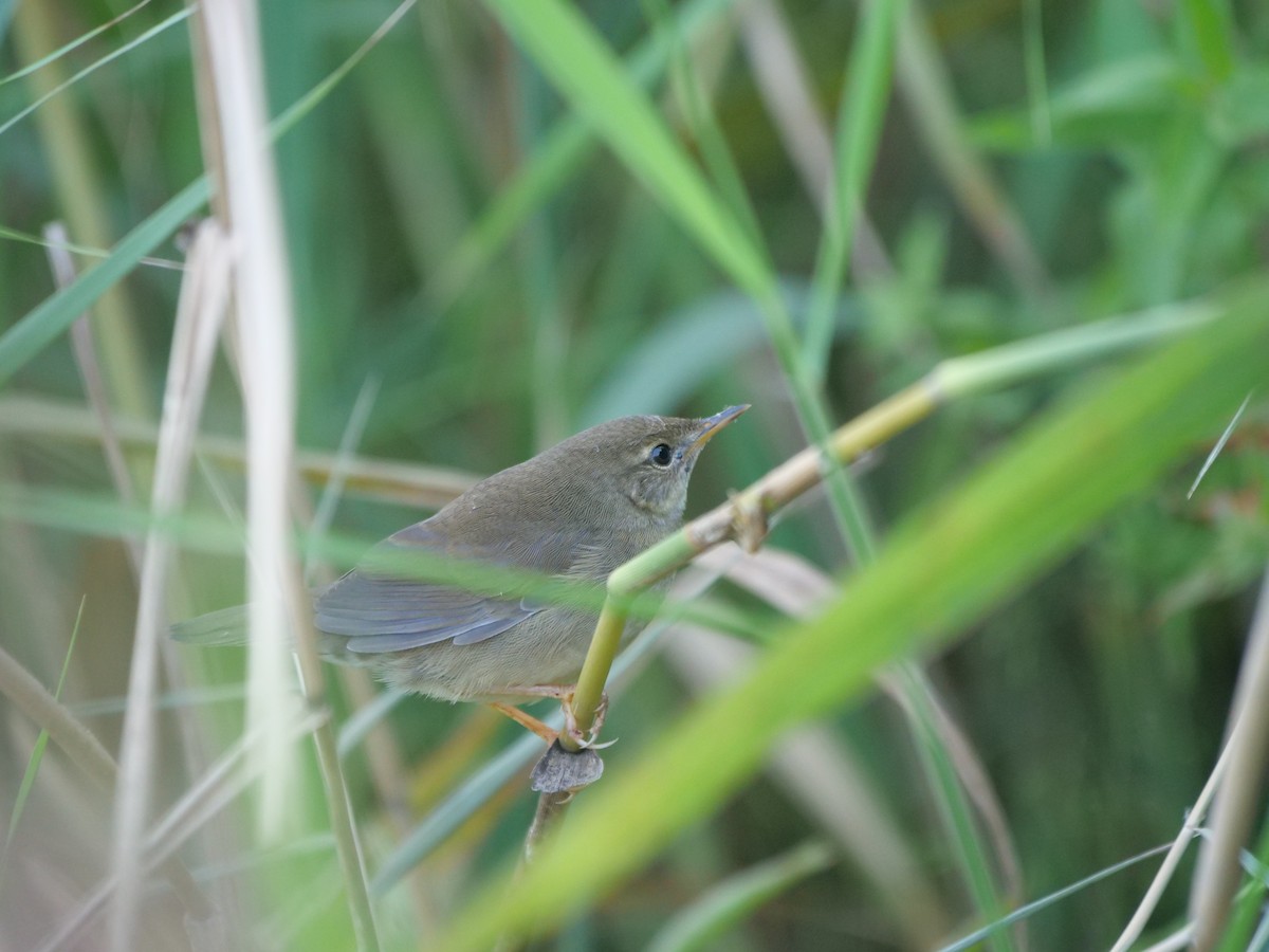 Chinese Bush Warbler - ML624243851