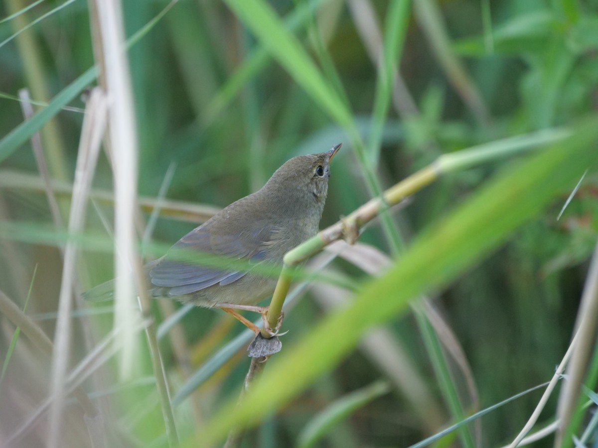 Chinese Bush Warbler - ML624243852