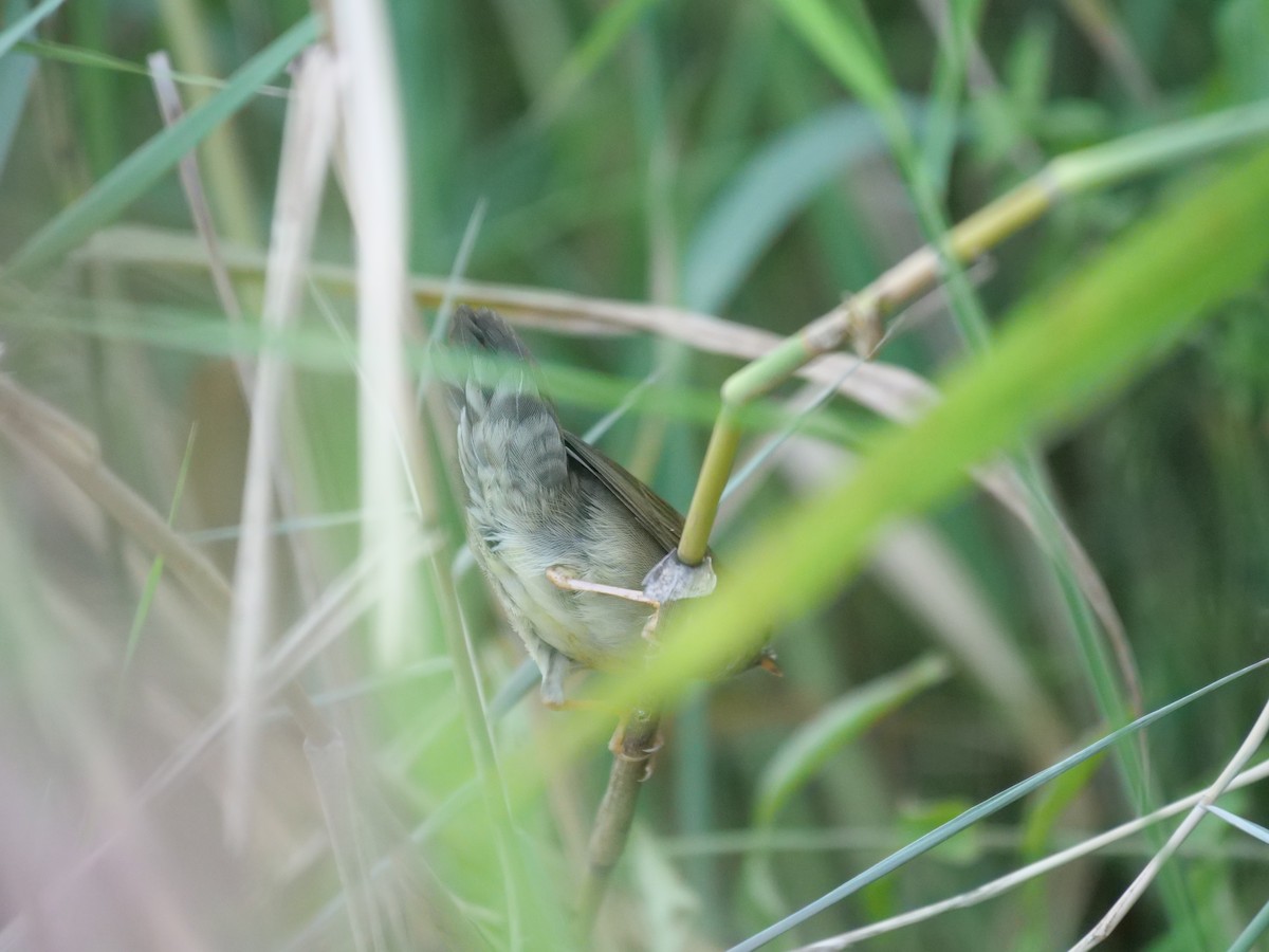 Chinese Bush Warbler - ML624243855