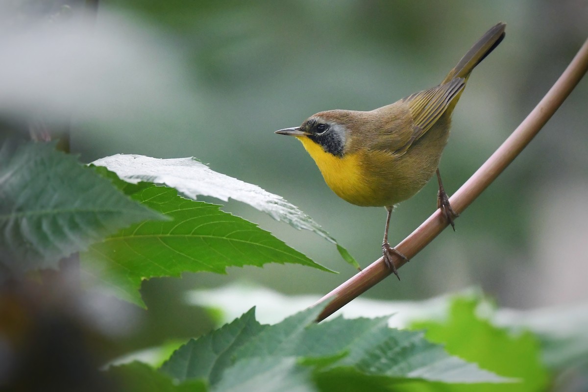 Common Yellowthroat - ML624243946