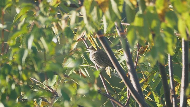 Sage Thrasher - ML624243961