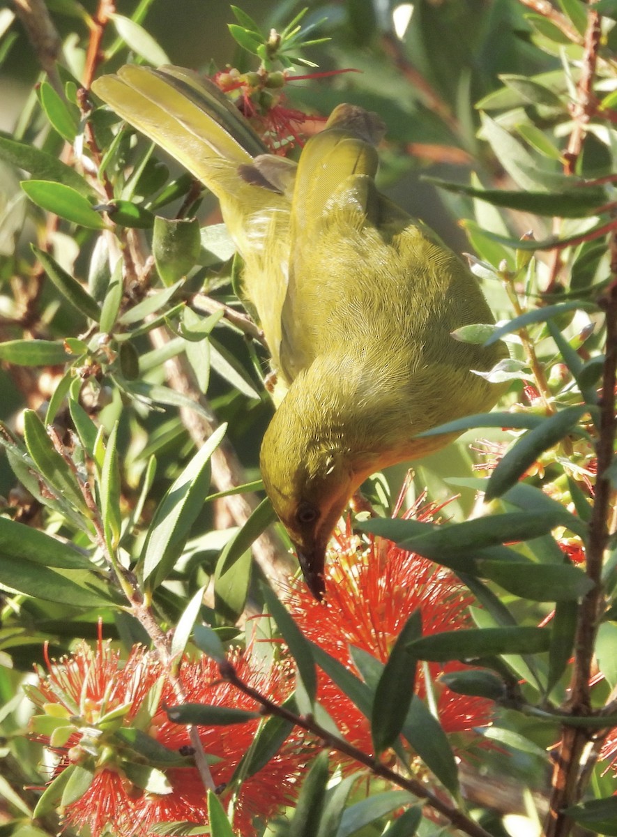 Yellow Honeyeater - ML624243968