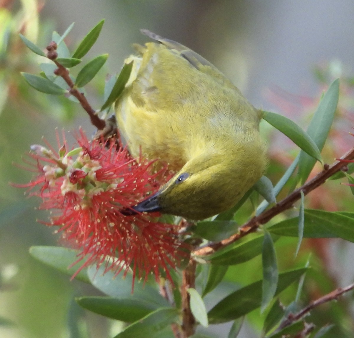 Yellow Honeyeater - ML624243970