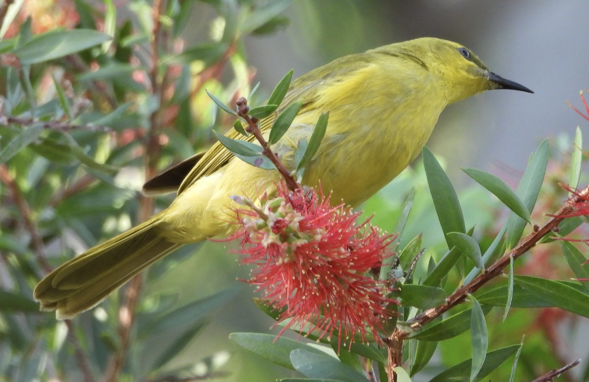 Yellow Honeyeater - ML624243973