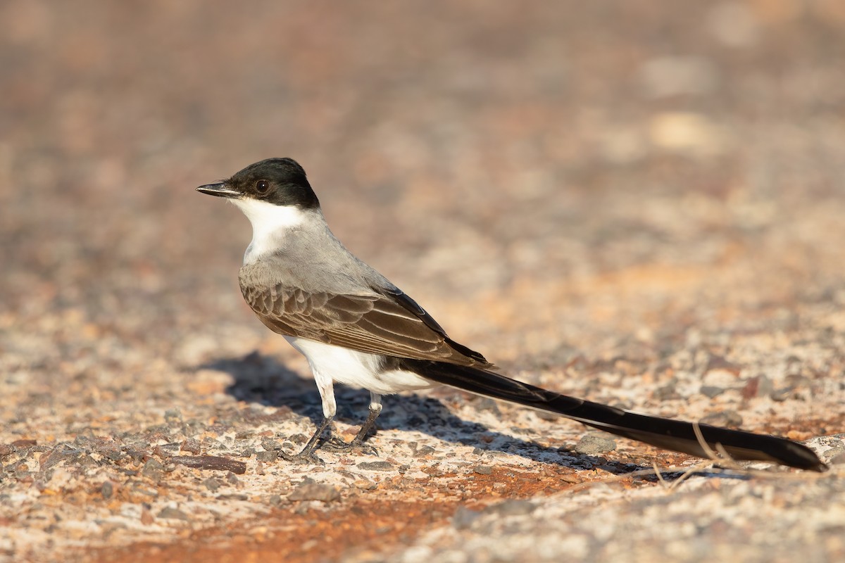 Fork-tailed Flycatcher - ML624243976