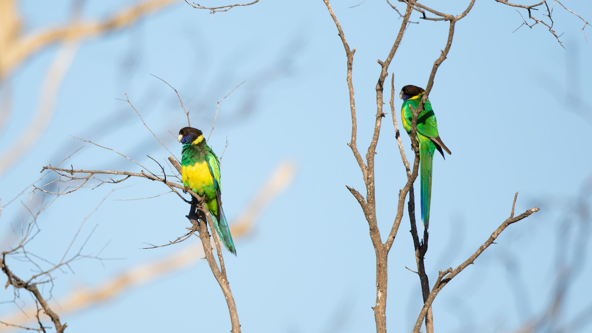 Australian Ringneck (Port Lincoln) - ML624244001