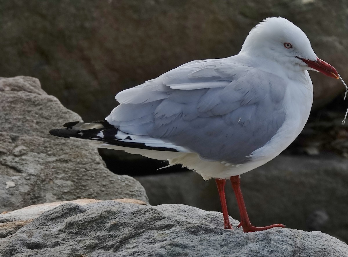 Silver Gull (Silver) - ML624244022