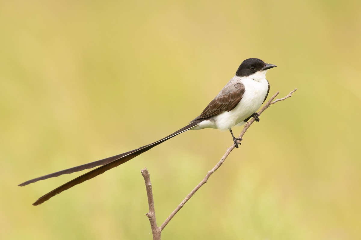 Fork-tailed Flycatcher - ML624244038