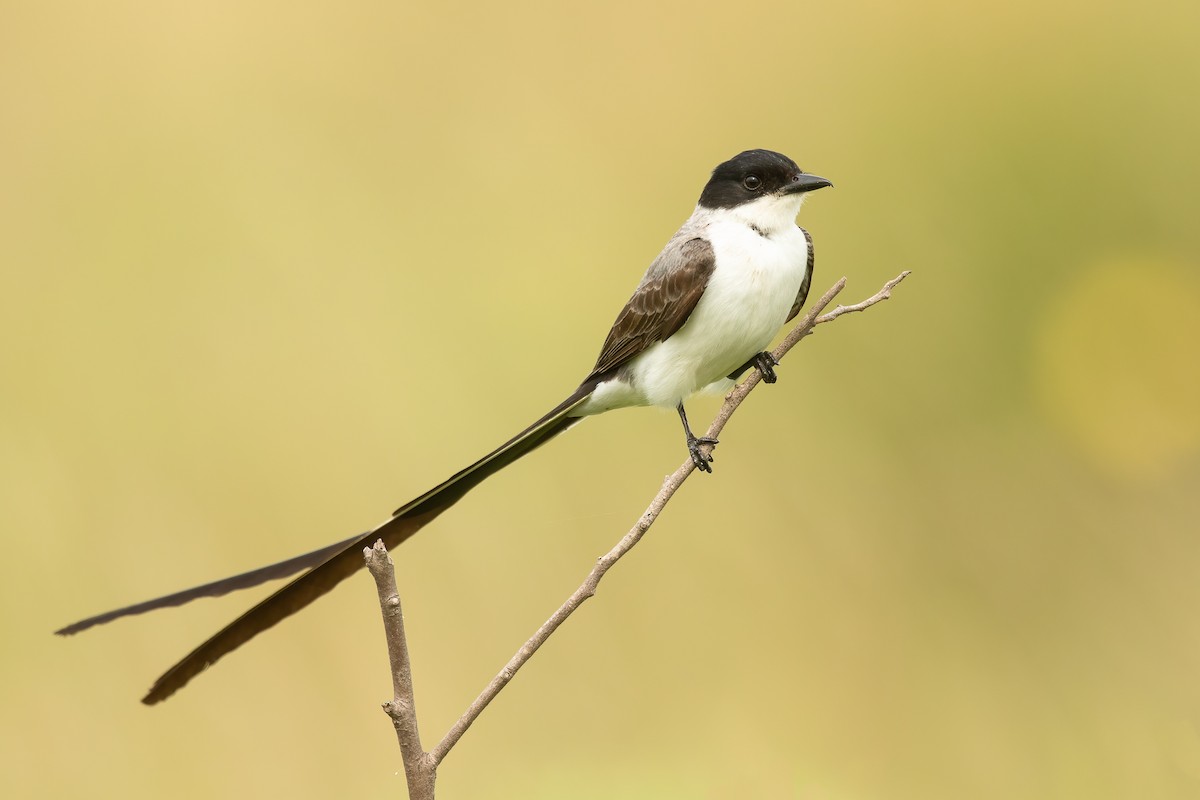 Fork-tailed Flycatcher - ML624244039