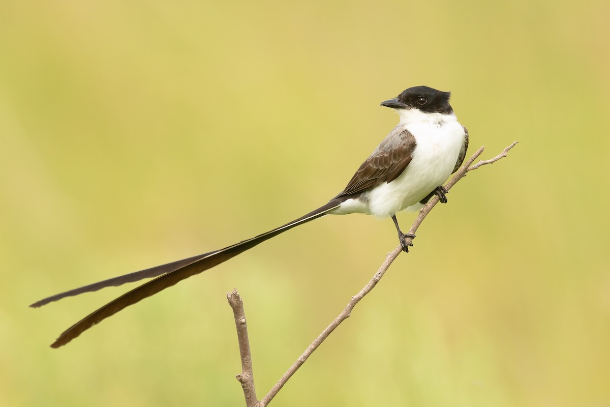 Fork-tailed Flycatcher - Ilya Povalyaev