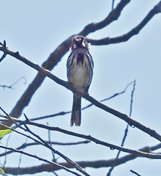 New Holland Honeyeater - Alan Coates