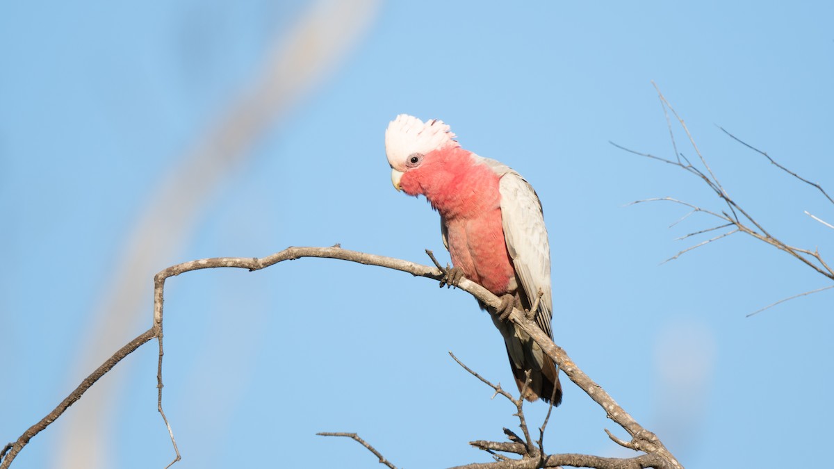 Galah - paul mclelland