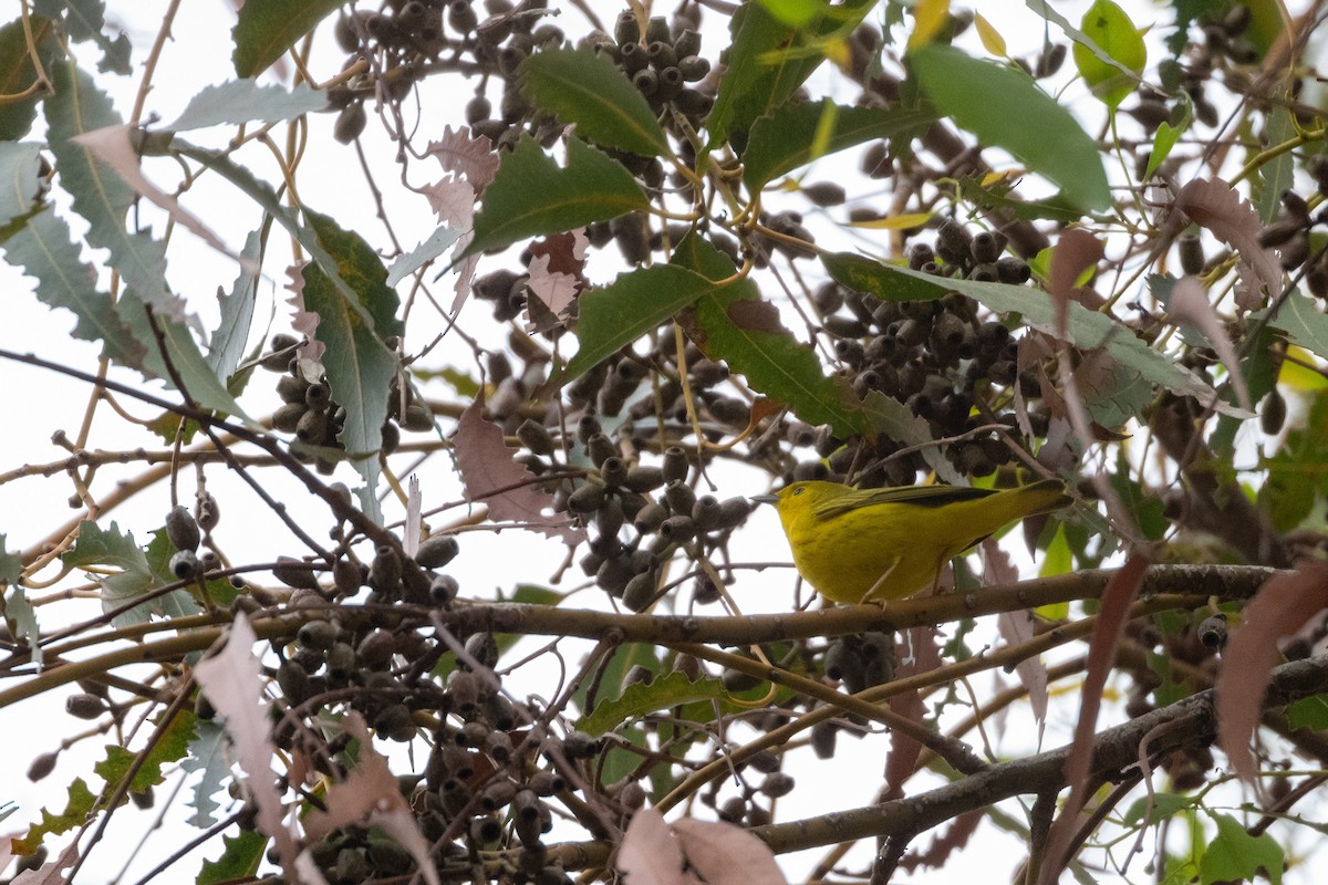 Yellow Warbler - Zachary Fisher