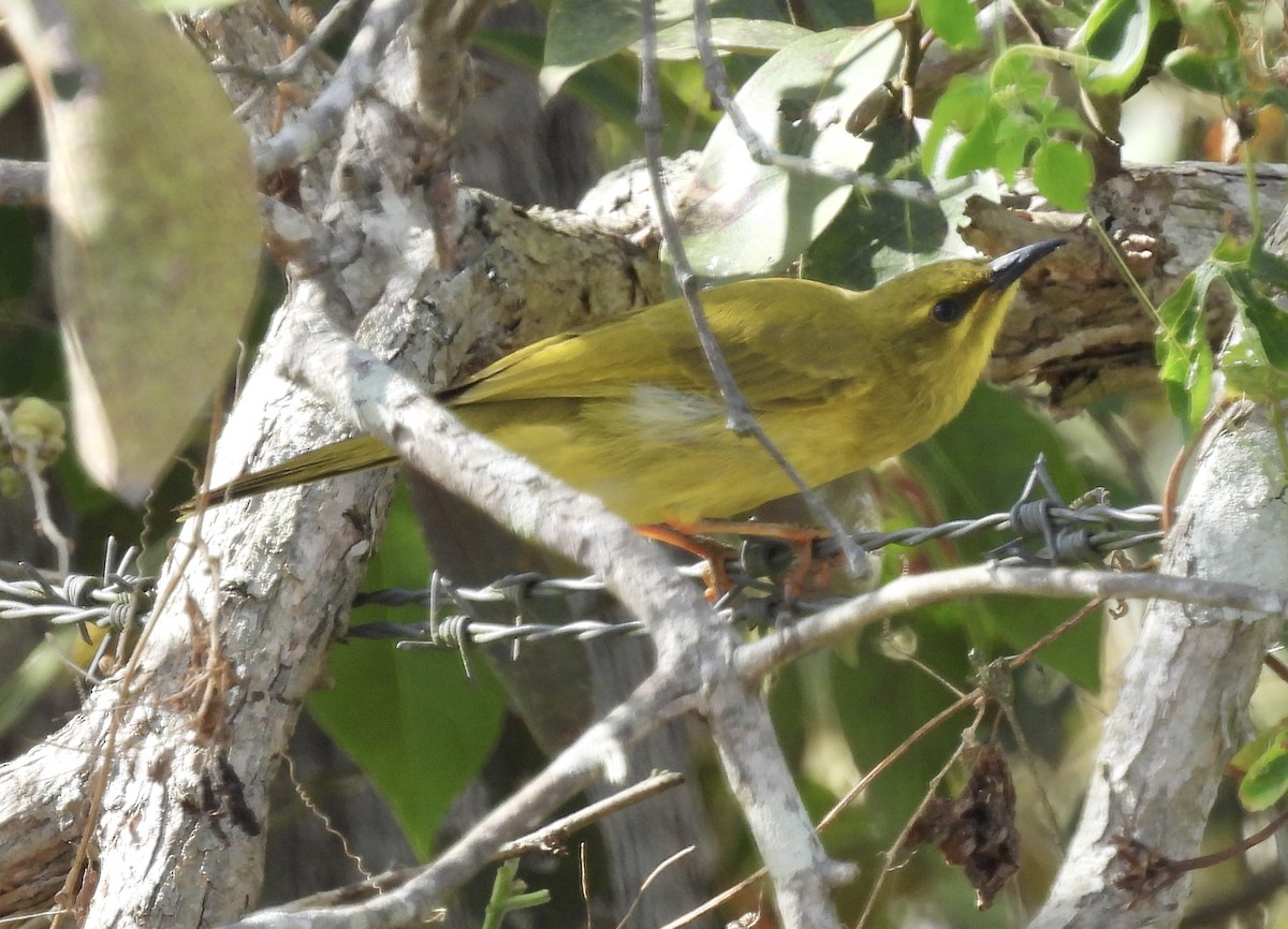 Yellow Honeyeater - ML624244127