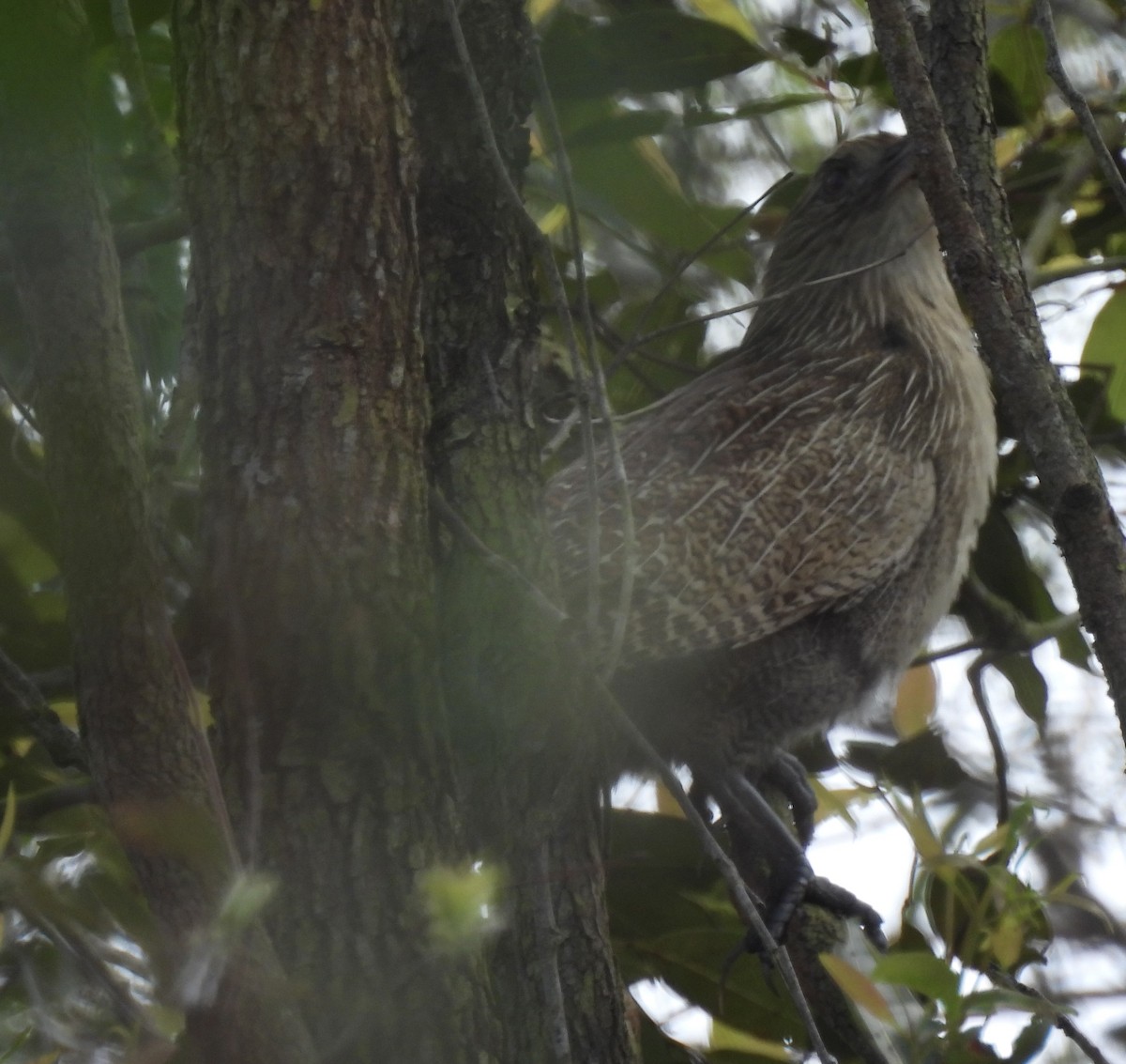 Pheasant Coucal - Maylene McLeod