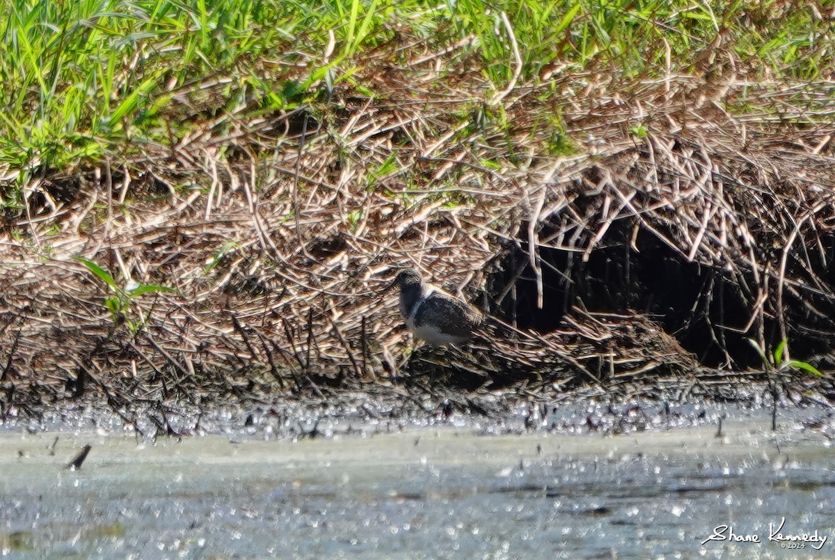 Australian Painted-Snipe - ML624244210