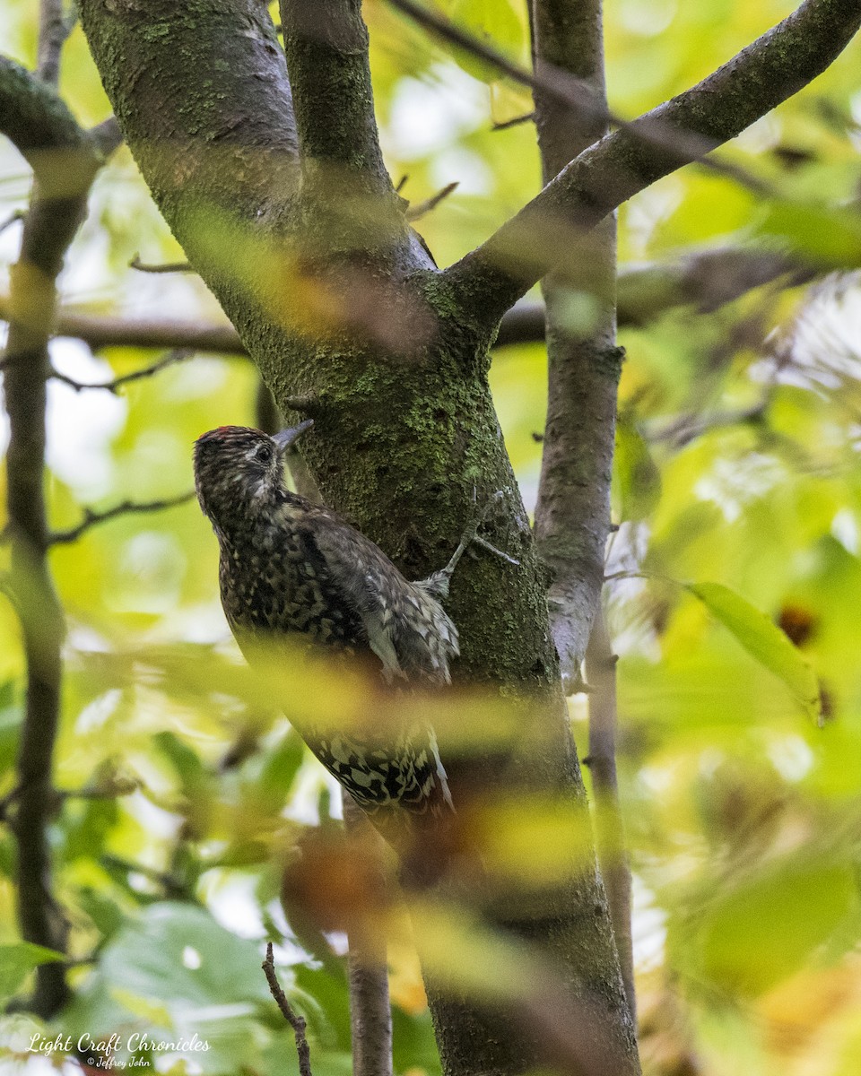 Yellow-bellied Sapsucker - Jeffrey John