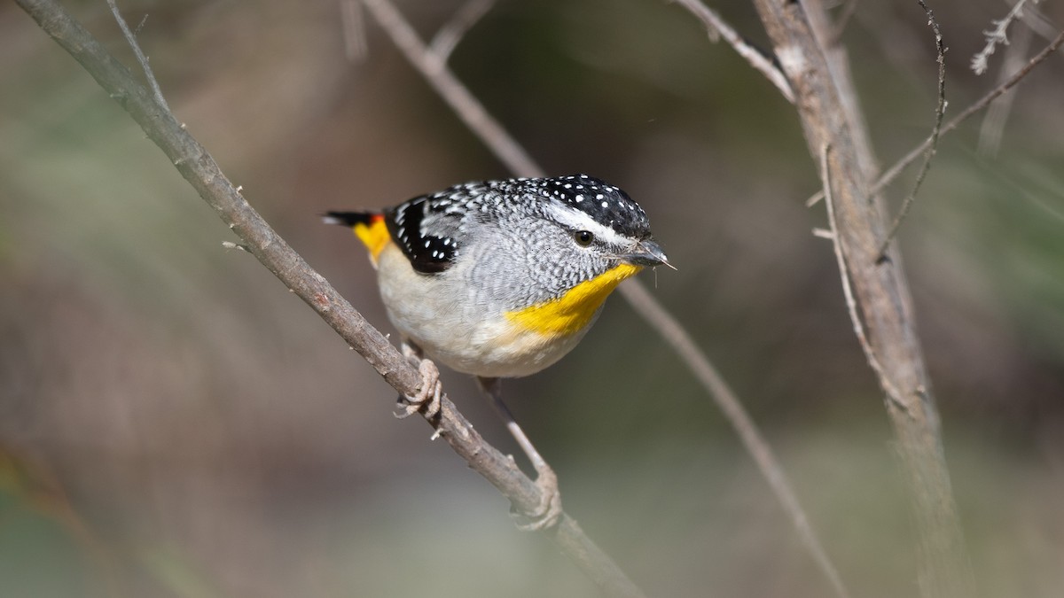 Spotted Pardalote (Yellow-rumped) - ML624244242