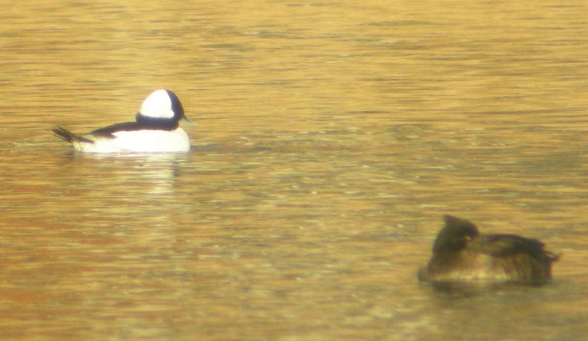 Bufflehead - ML624244244