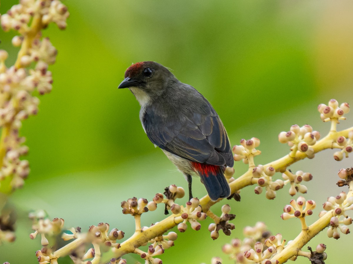 Red-capped Flowerpecker - ML624244246