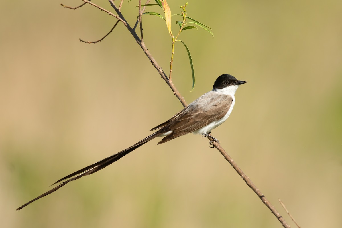 Fork-tailed Flycatcher - ML624244254