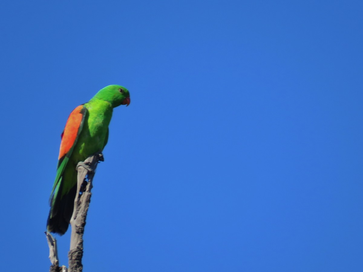 Red-winged Parrot - ML624244282