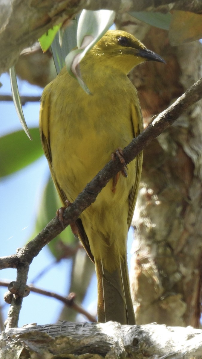 Yellow Honeyeater - ML624244290