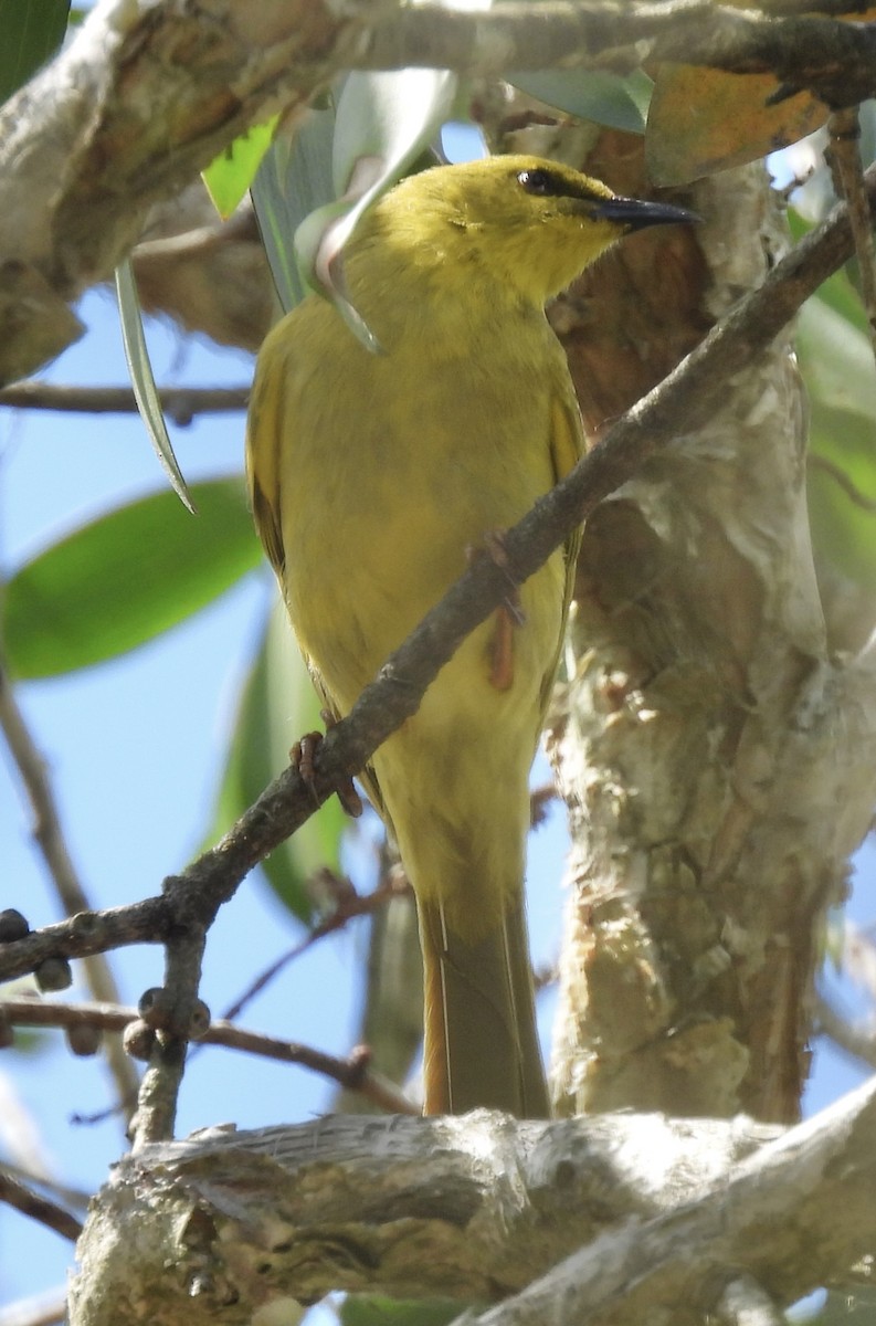 Yellow Honeyeater - ML624244293