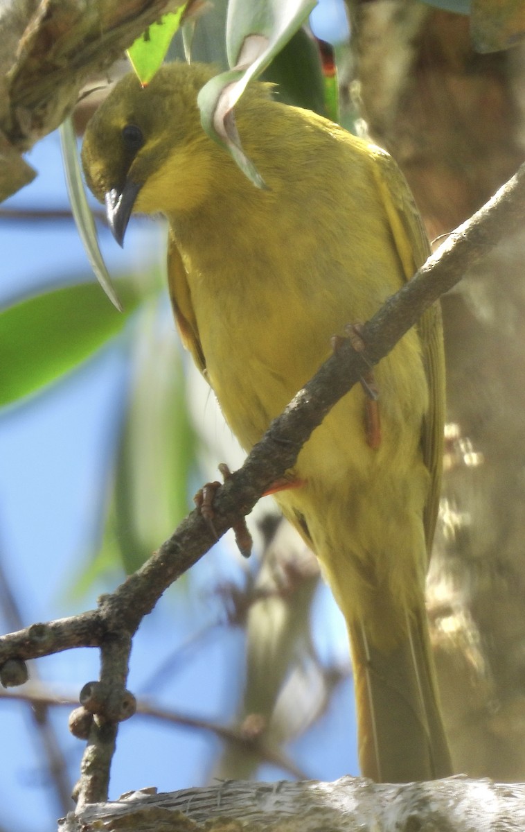 Yellow Honeyeater - ML624244296