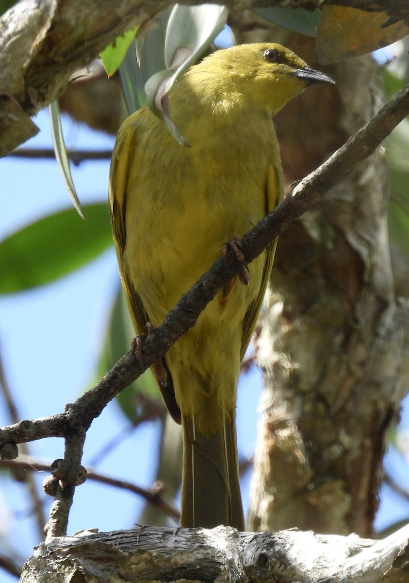 Yellow Honeyeater - ML624244308