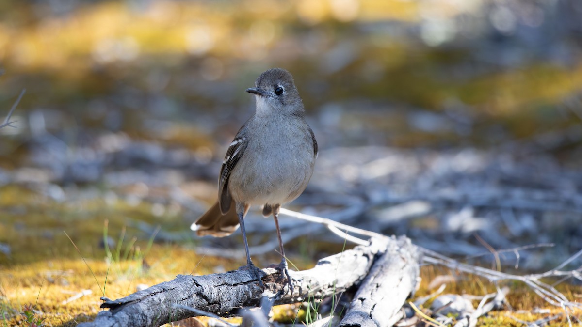 Southern Scrub-Robin - ML624244354