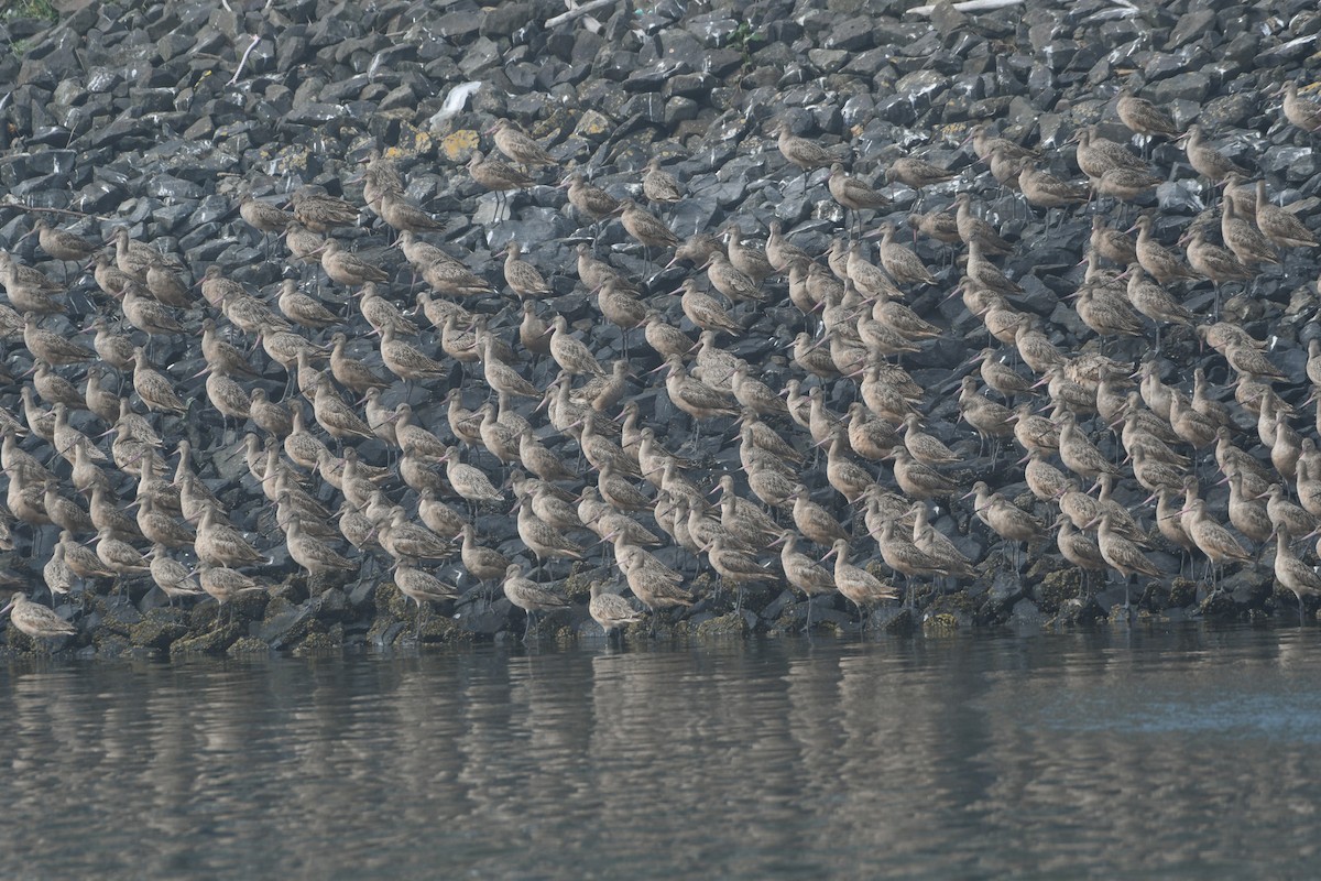 Marbled Godwit - ML624244406