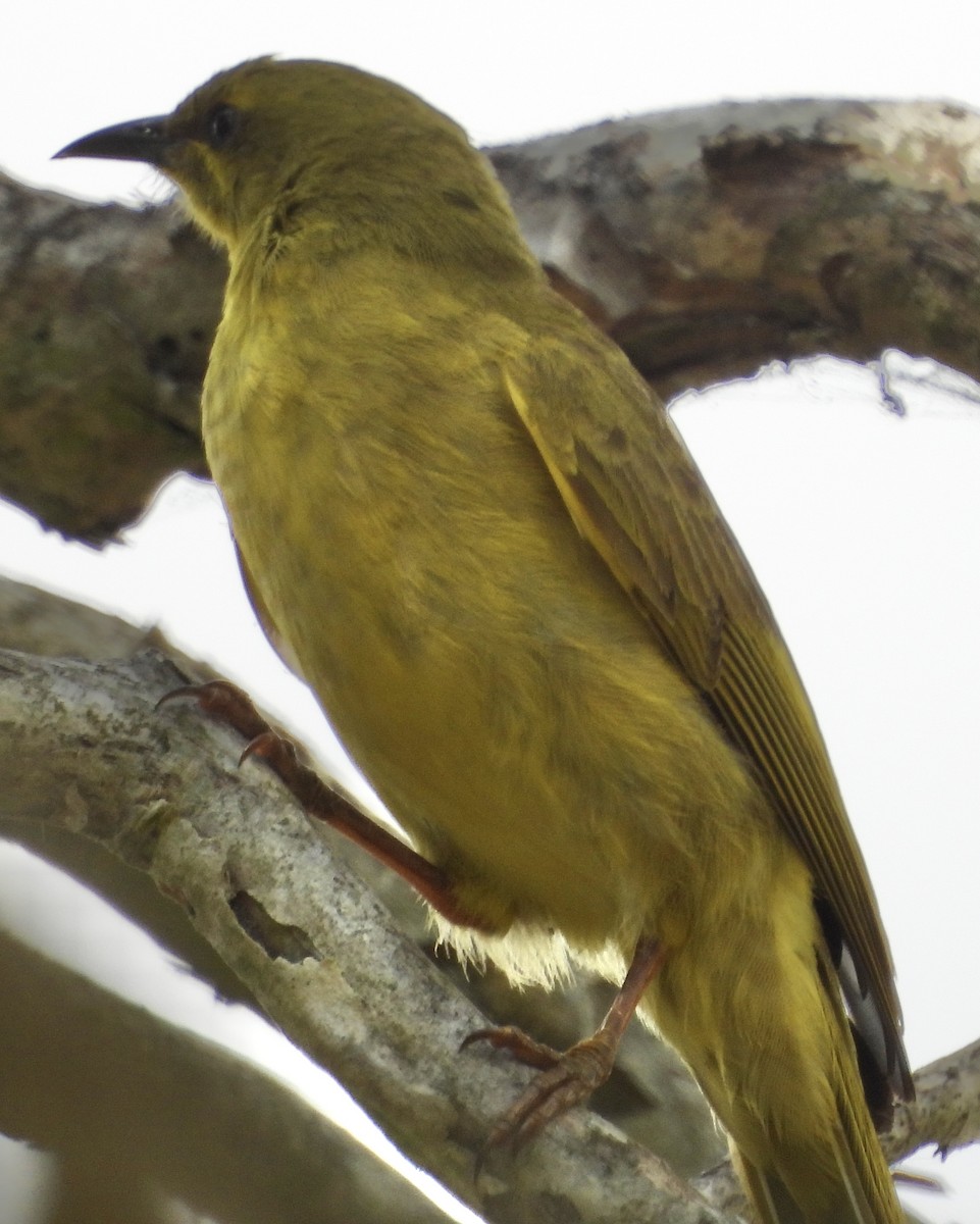 Yellow Honeyeater - ML624244409