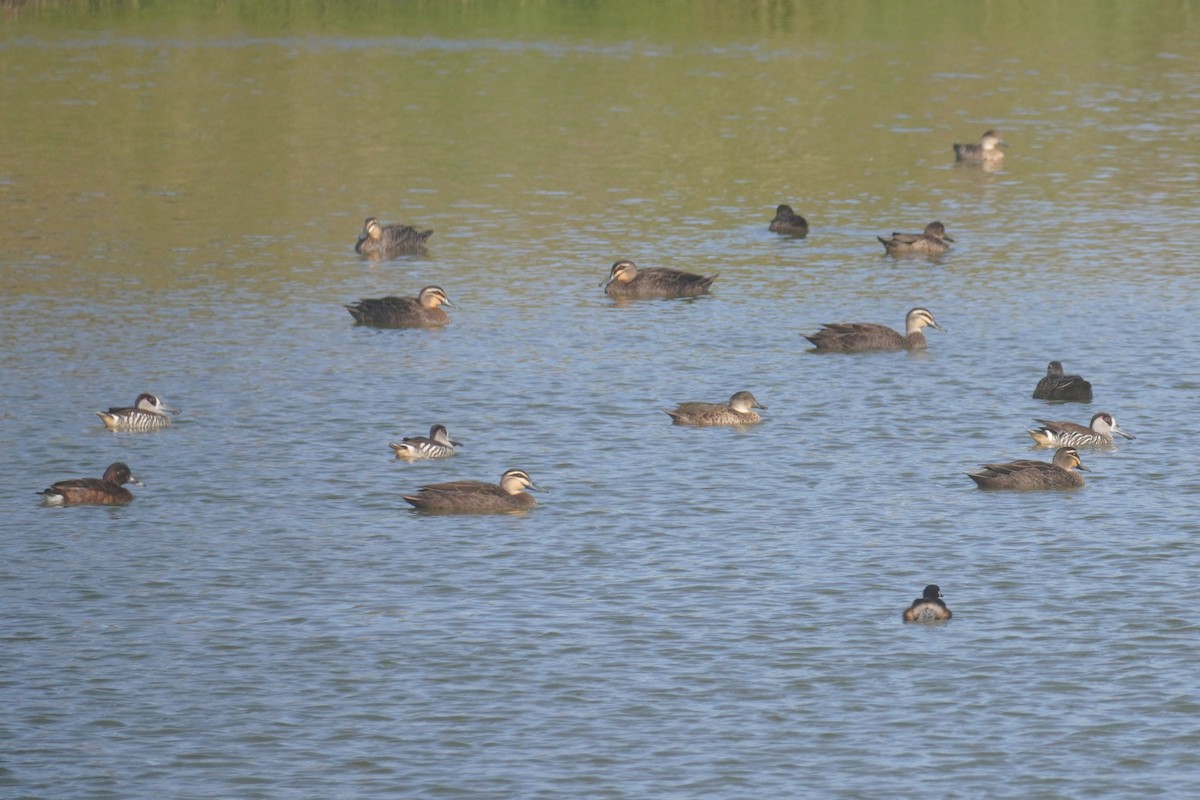 Pink-eared Duck - ML624244411