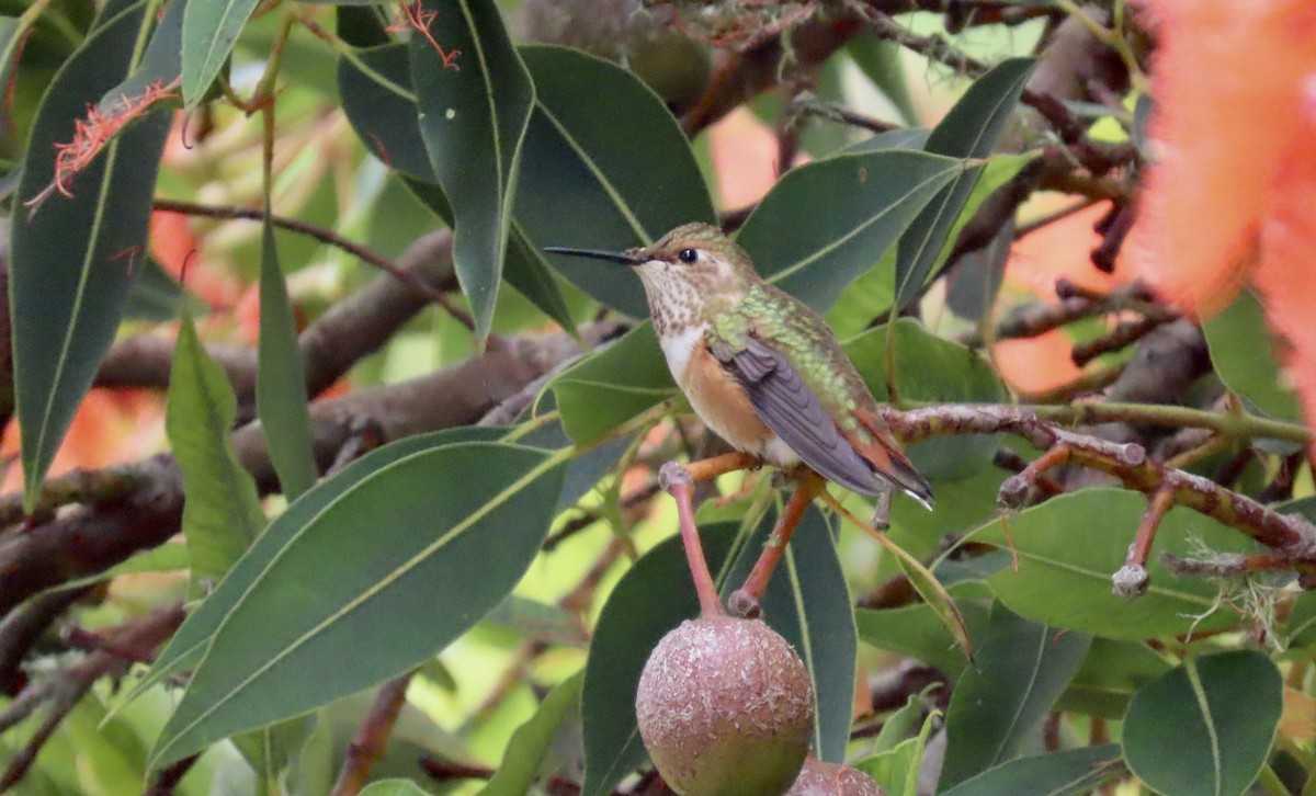 rødkolibri/chaparralkolibri - ML624244446