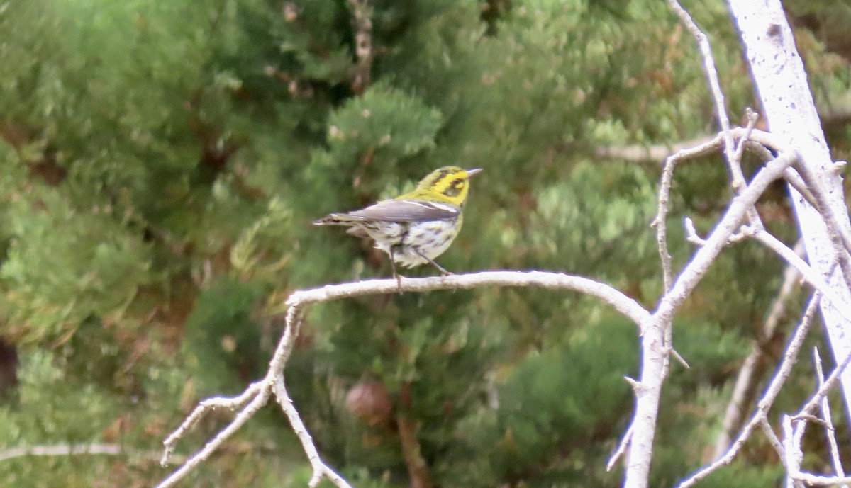 Townsend's Warbler - Petra Clayton