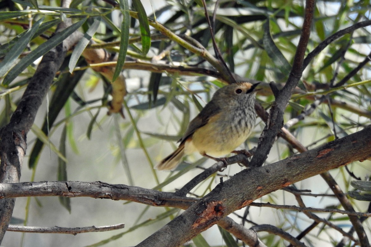 Brown Thornbill - ML624244469