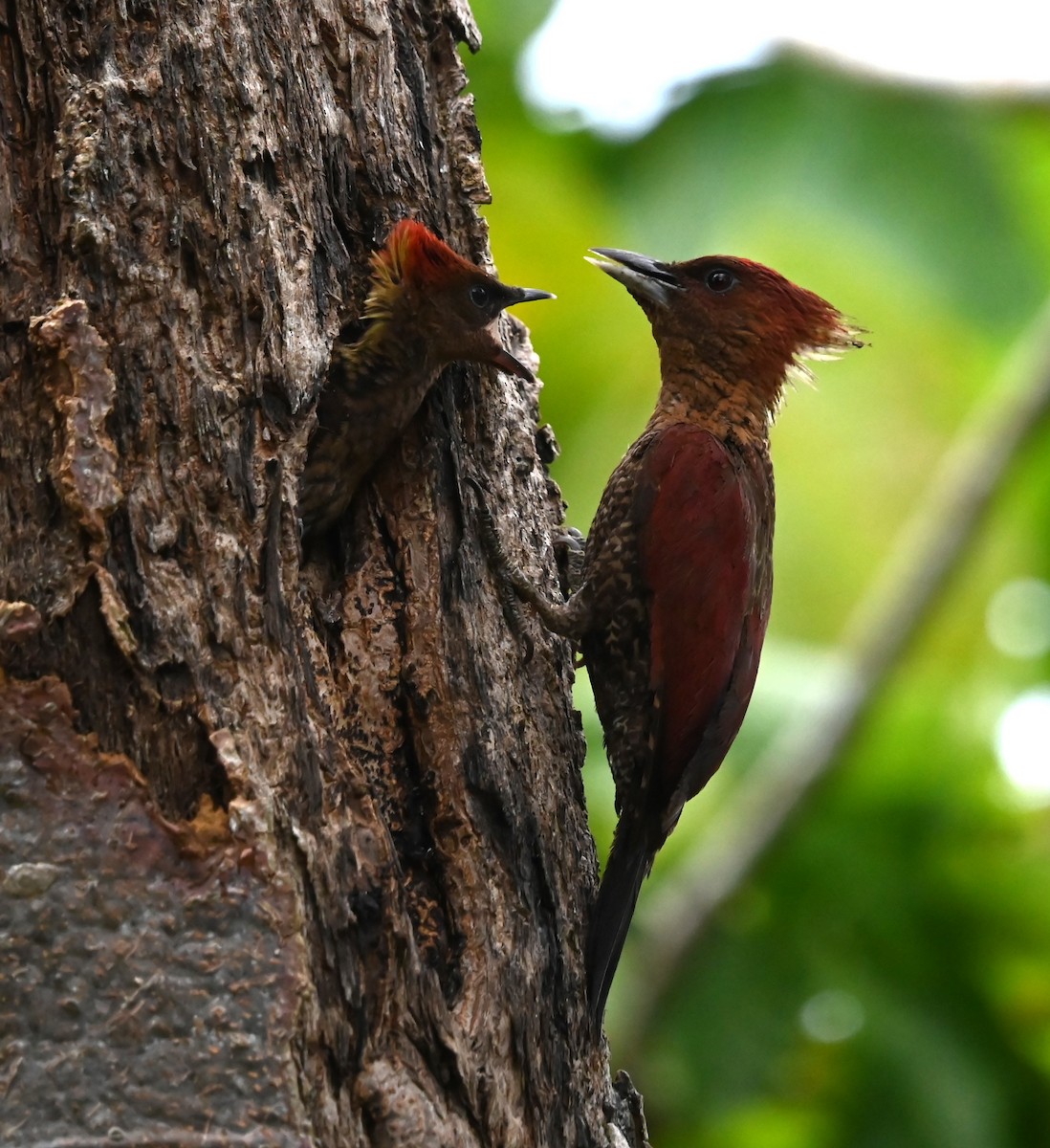 Banded Woodpecker - ML624244483