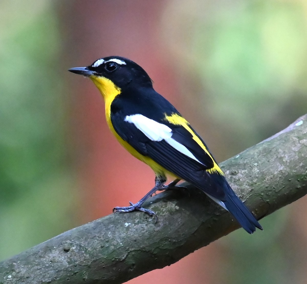 Yellow-rumped Flycatcher - ML624244493