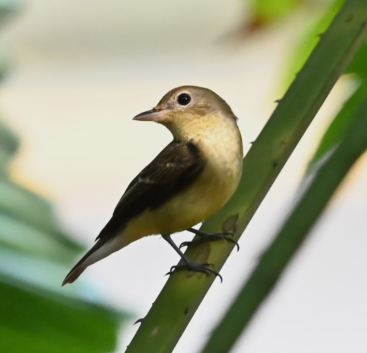 Yellow-rumped Flycatcher - ML624244494