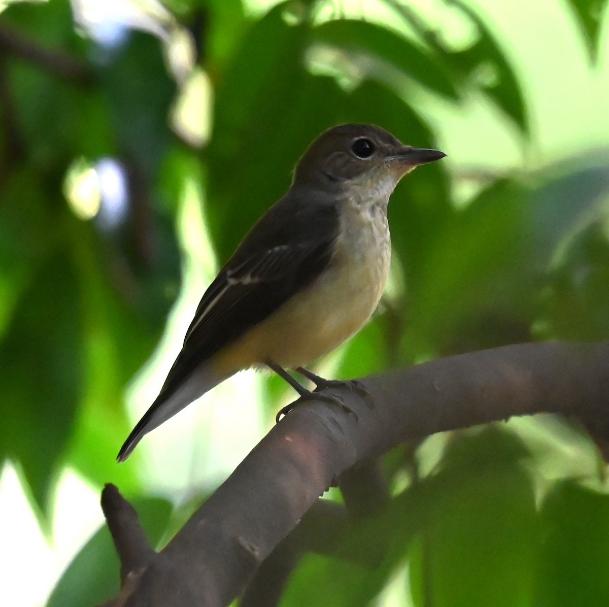 Yellow-rumped Flycatcher - ML624244495