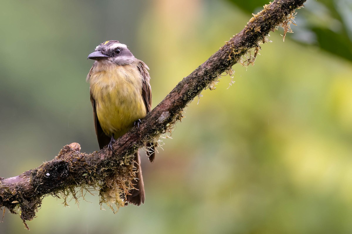 Golden-bellied Flycatcher - ML624244496