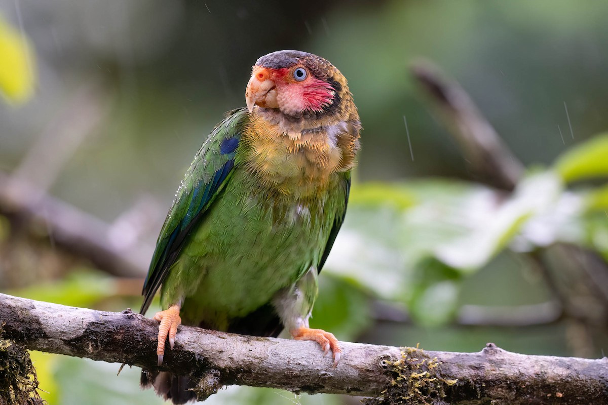 Rose-faced Parrot - Scott Olmstead